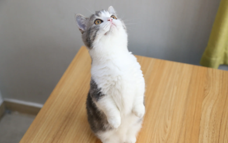 猫咪呼噜声很大是什么原因 猫咪呼噜声很大是什么原因