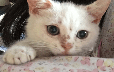 猫咪长猫癣可以用达克宁吗 猫咪长猫癣可以用达克宁吗