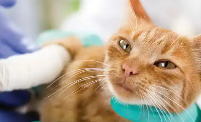 猫得了猫癣咋治