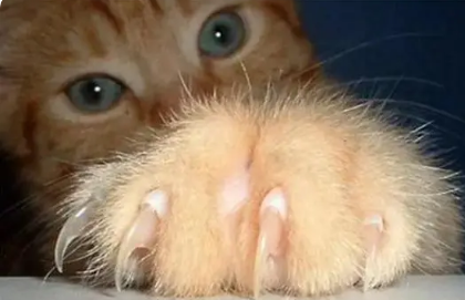 猫指甲剪了多久能长出尖的指甲