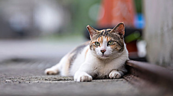 猫癣有什么症状