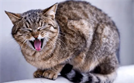 猫咪突然喘气,喘了几下又好了怎么回事