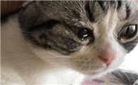 猫眼睛有点发炎了怎么办