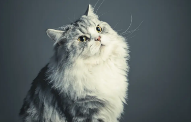 猫身上的跳蚤怎么消灭?铲屎官一定要知道! 猫身上的跳蚤怎么消灭?铲屎官一定要知道!