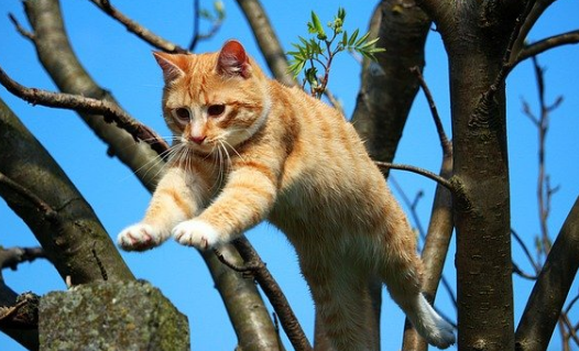 猫身上长虱子怎么办能治好吗