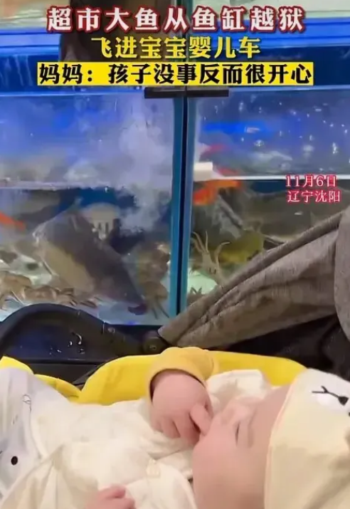 “越狱”丨带娃逛超市 大鱼从鱼缸跃入宝宝怀中