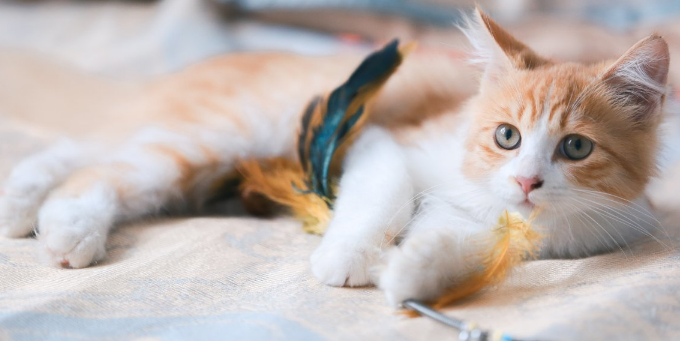 两个月猫咪拉稀呕吐