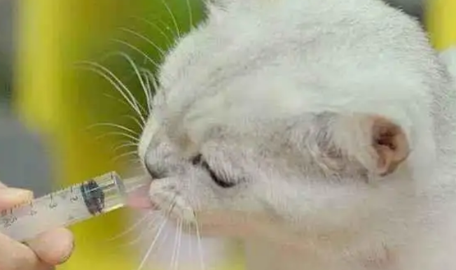 怎么判断猫肚子里有没有寄生虫