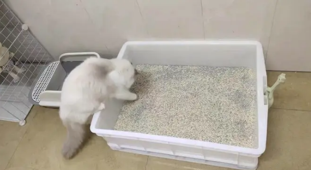 pidan猫砂与petshy猫砂对比