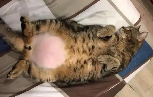 猫咪肚皮朝上躺着是什么意思？有可能因为它太胖了