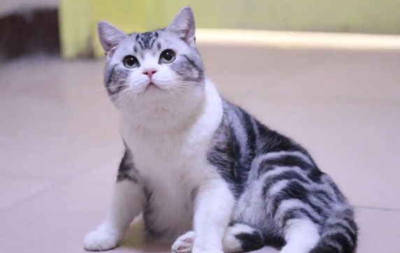 美短和土猫的区别有哪些?我来告诉你们答案! 美短和土猫的区别有哪些?我来告诉你们答案!