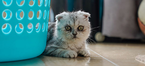 得过猫瘟的猫排毒期多久能好 得过猫瘟的猫排毒期多久能好