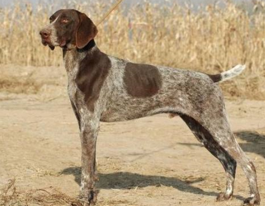 英国波音达犬性格凶不凶?本文告诉你 英国波音达犬性格凶不凶?本文告诉你