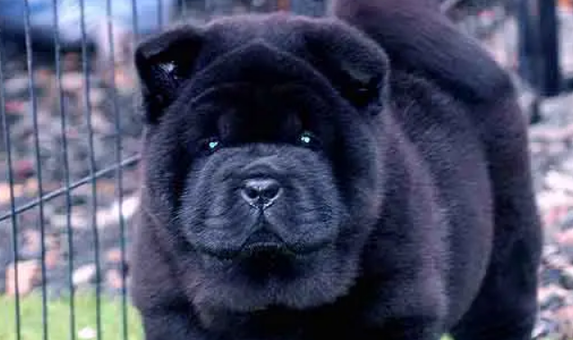 松狮犬多少钱一只黑色