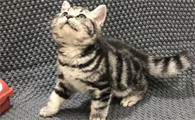 虎斑猫和美短的区别在哪？让我们一起来看看！！