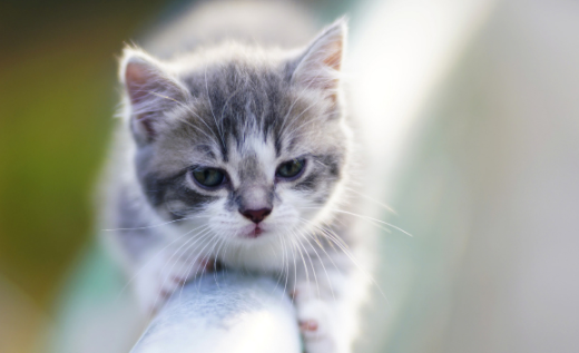 猫爪子肿了能自愈吗? 猫爪子肿了能自愈吗?