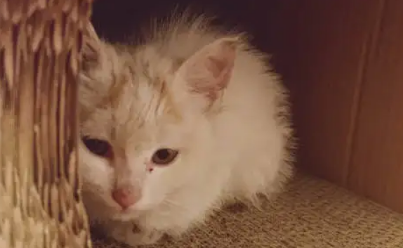 猫躲起来不出来怎么办?这几招很好用 猫躲起来不出来怎么办?这几招很好用