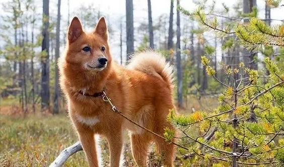 芬兰狐狸犬怎么区分?快来这看看方法!