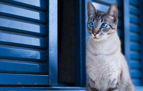 猫咪和人睡觉可以吗?家中有猫的一定要看~ 猫咪和人睡觉可以吗?家中有猫的一定要看~