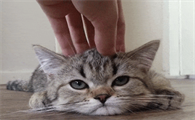 猫眼睛上面有一层白膜怎么办
