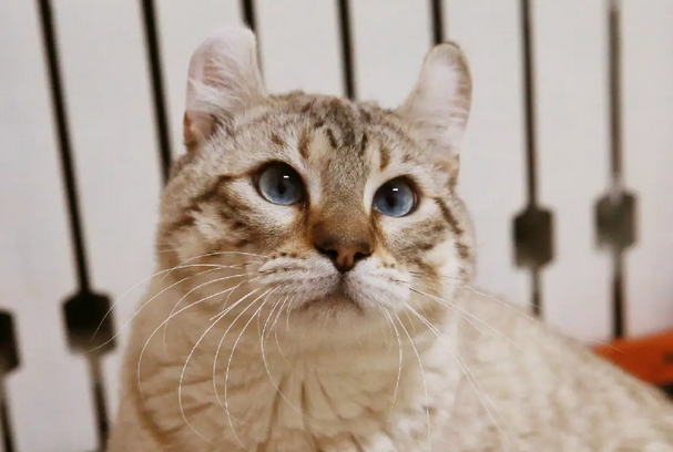 猫咪可以吃蛋黄吗 猫咪可以吃蛋黄吗