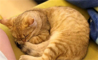 母猫第一胎成活率