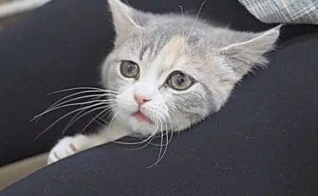 猫咪为什么一直吐白沫怎么治 猫咪为什么一直吐白沫怎么治