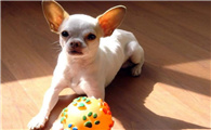 中小型犬品种大全