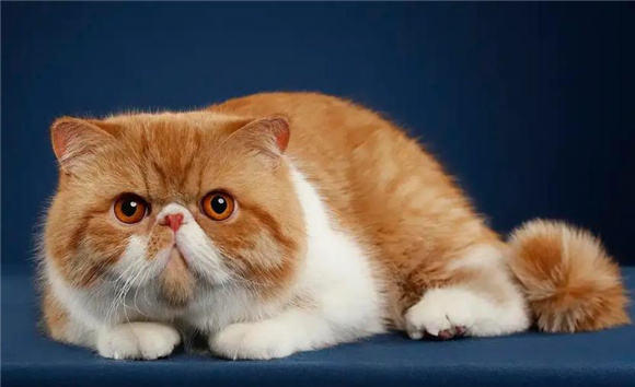 加菲猫多少钱一只