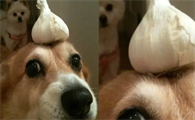 狗不小心吃了大蒜怎么办