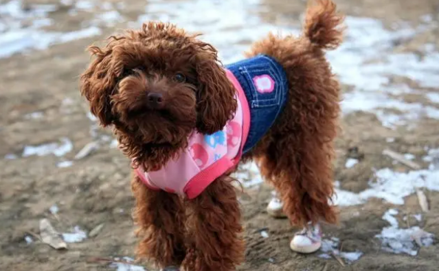 小泰迪不断尾巴会怎么样