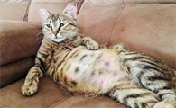猫怀孕会孕吐吗怎么办