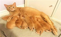 怀孕的猫会不会孕吐