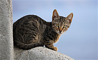 猫的瞳孔为什么会变大变小