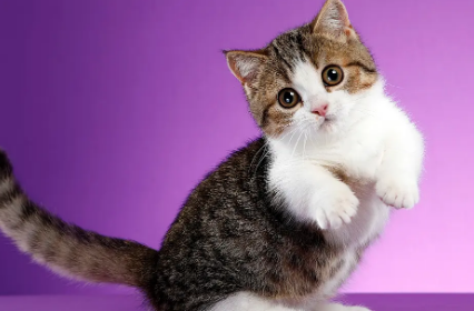 矮脚猫寿命长吗？快来揭秘一下！