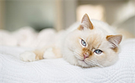 猫睡觉打鼾是什么问题引起的