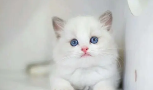 布偶猫几个月最漂亮 布偶猫几个月最漂亮