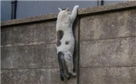 猫有九条命是真的吗
