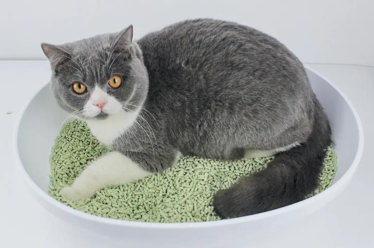 有趣的阿皮猫砂多少钱 有趣的阿皮猫砂多少钱