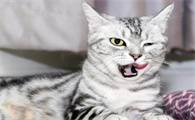 美国短毛猫适合家养吗