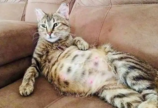 猫怀孕会孕吐吗怎么办