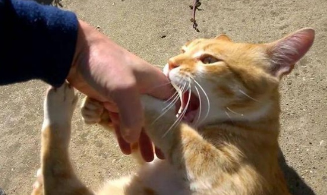 猫为什么会突然抱你手咬你?它在表达这些情绪 猫为什么会突然抱你手咬你?它在表达这些情绪