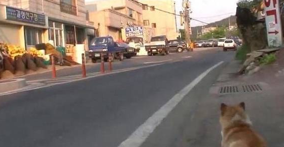 狗子被咬后,连续一年趴在路口,等待对手出现 狗子被咬后,连续一年趴在路口,等待对手出现