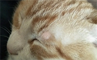 猫咪头上长一个小疙瘩怎么回事