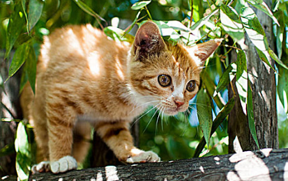 猫眼睛有眼屎睁不开怎么办 猫眼睛有眼屎睁不开怎么办
