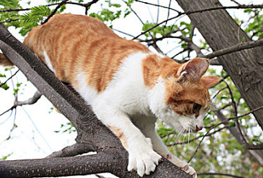 猫心跳很快肚子一直抖动 猫心跳很快肚子一直抖动