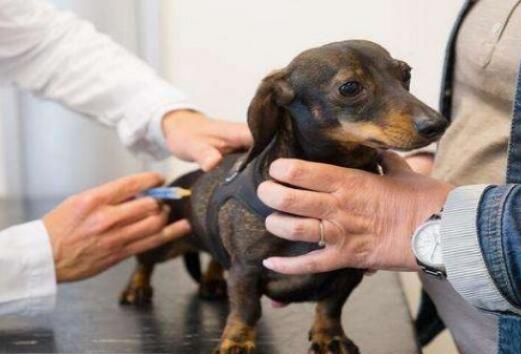 犬安驱虫滴剂用法用量