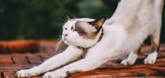 猫得狂犬病的几率