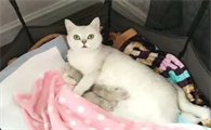 母猫产后一直叫怎么办
