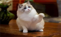 教你分分钟辨别布偶猫公母，速点！